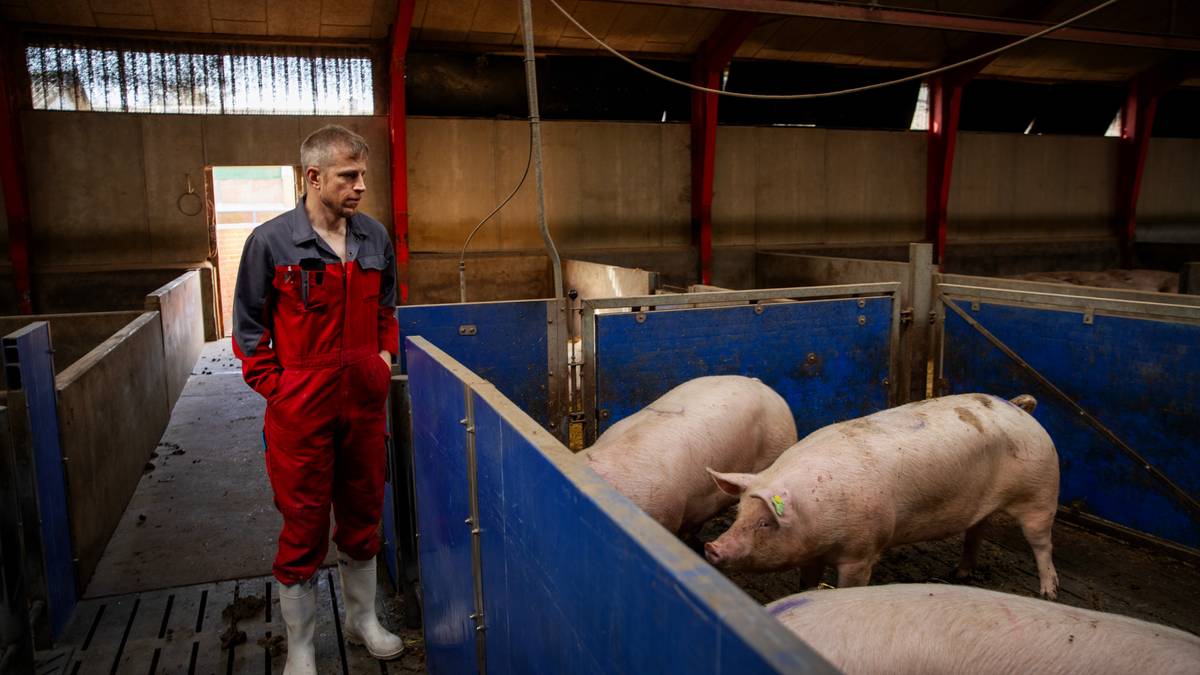 Han føler seg utskjelt i «svinevalget»: – De ville solgt sin egen mormor for gjenvalg