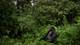 AP Ein gorilla i Rwandas grøne jungel, dei finnest også i Kongo