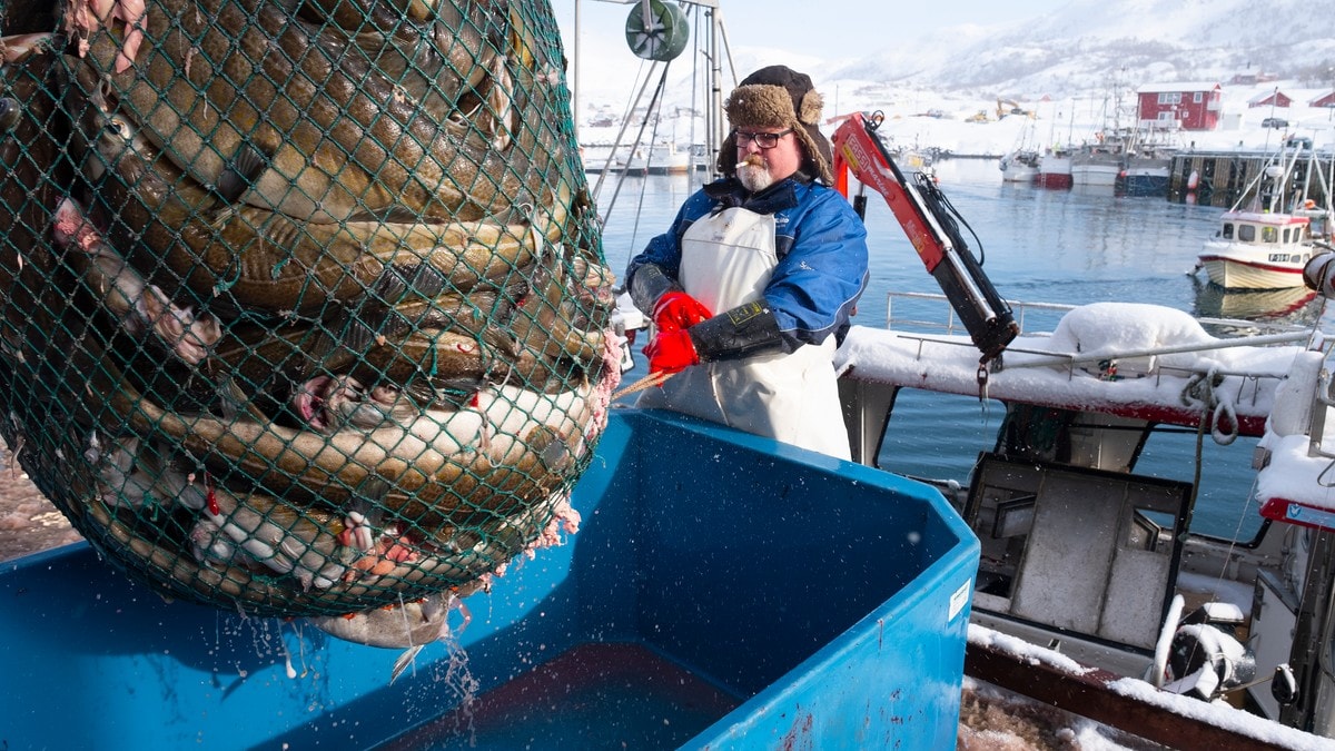 Finnmark tar imot mest torsk, men får minst igjen