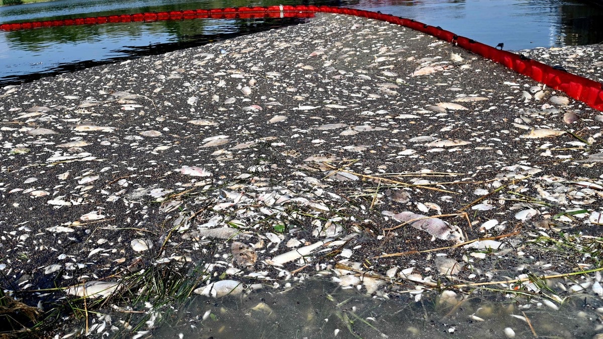 Giftalger funnet i elv rammet av fiskedød