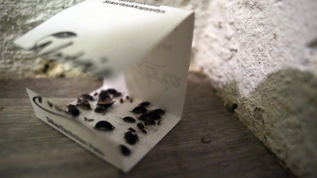 Krise­senter i for dårlege bygg – slit med fukt, sopp og insekt