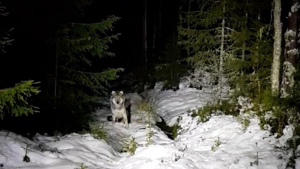 Den ensomme ulven som ble rikskjendis