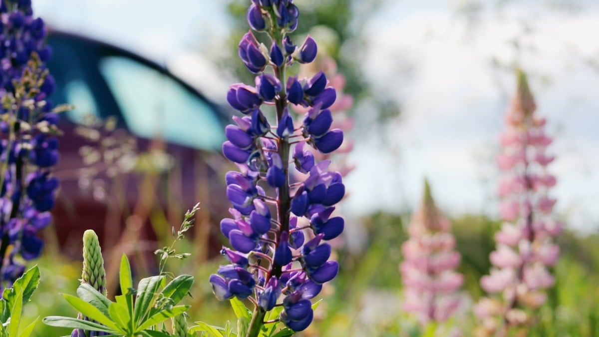 Lilla blomster i veikanten