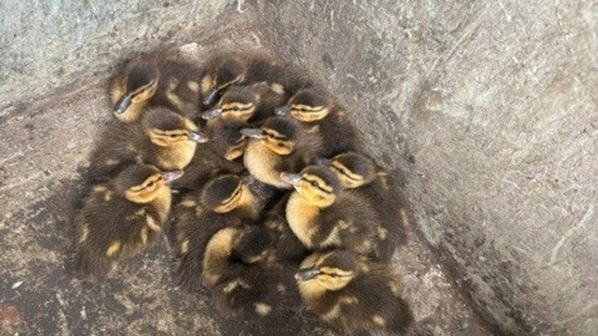 Redningsaksjon for andefamilie på E6