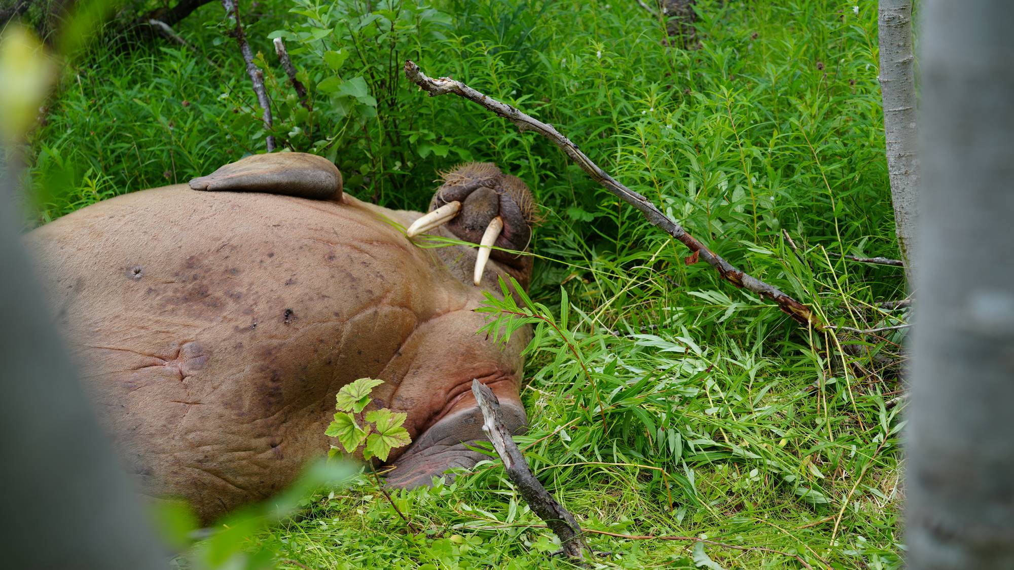 Hvalross som ligger i skogen