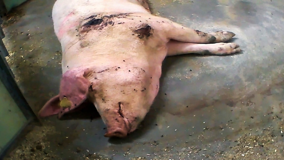 NRK-avsløringer om grisemishandling