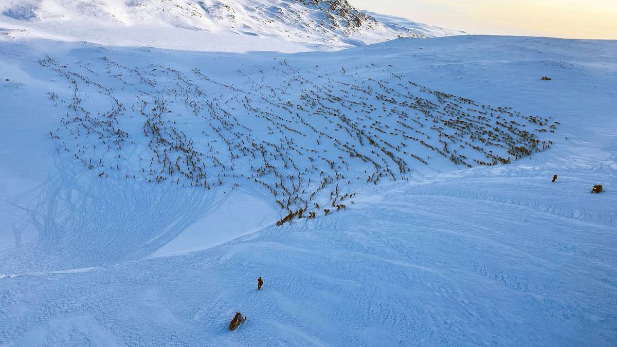 Nekter å betale 2,7 millioner etter at staten telte reinflokken