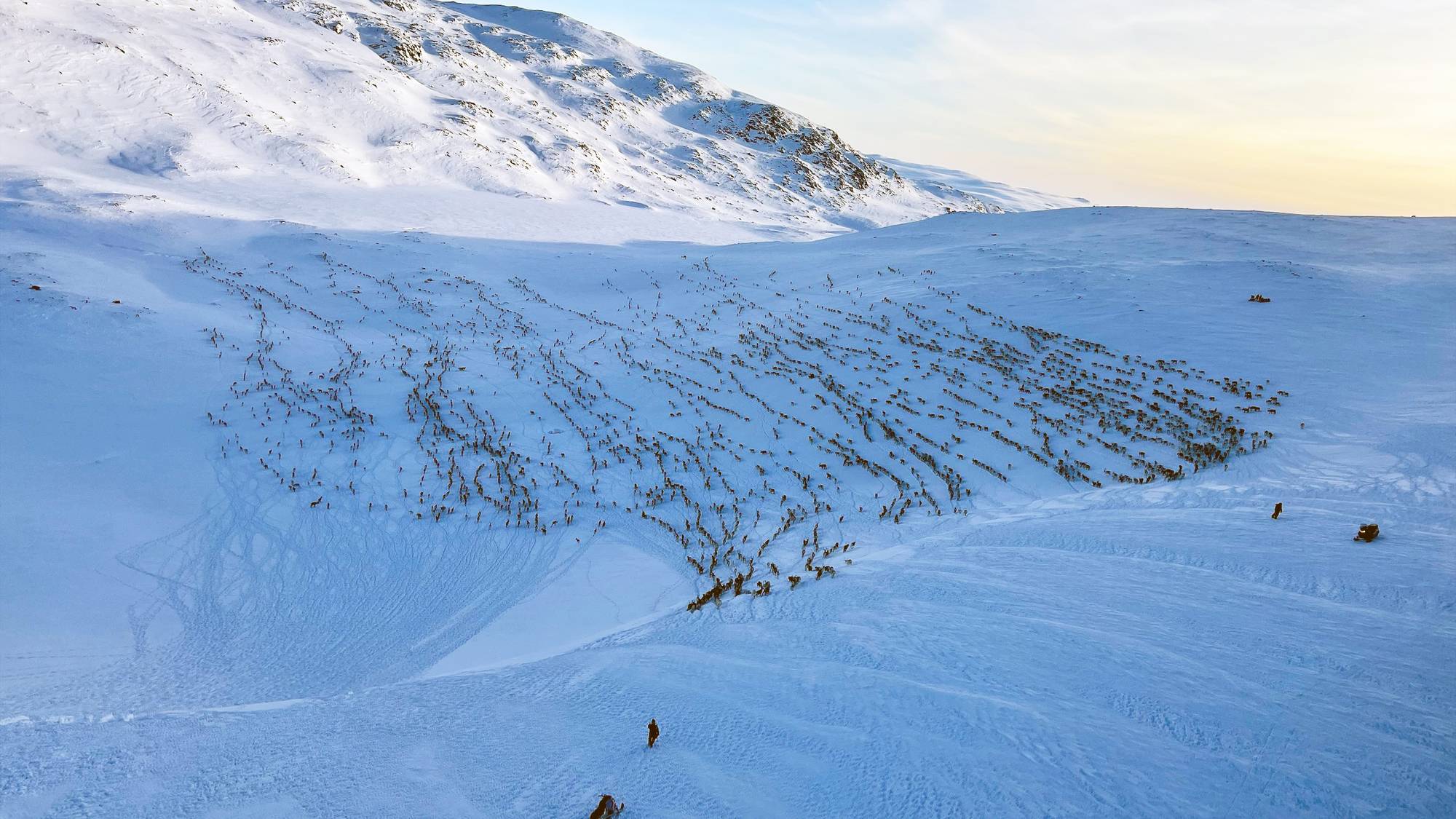 Statsforvalteren har utført tvangstelling av den største reinflokken i Finnmark, distrikt 13 - Lágesduottar – i Øst-Finnmark.