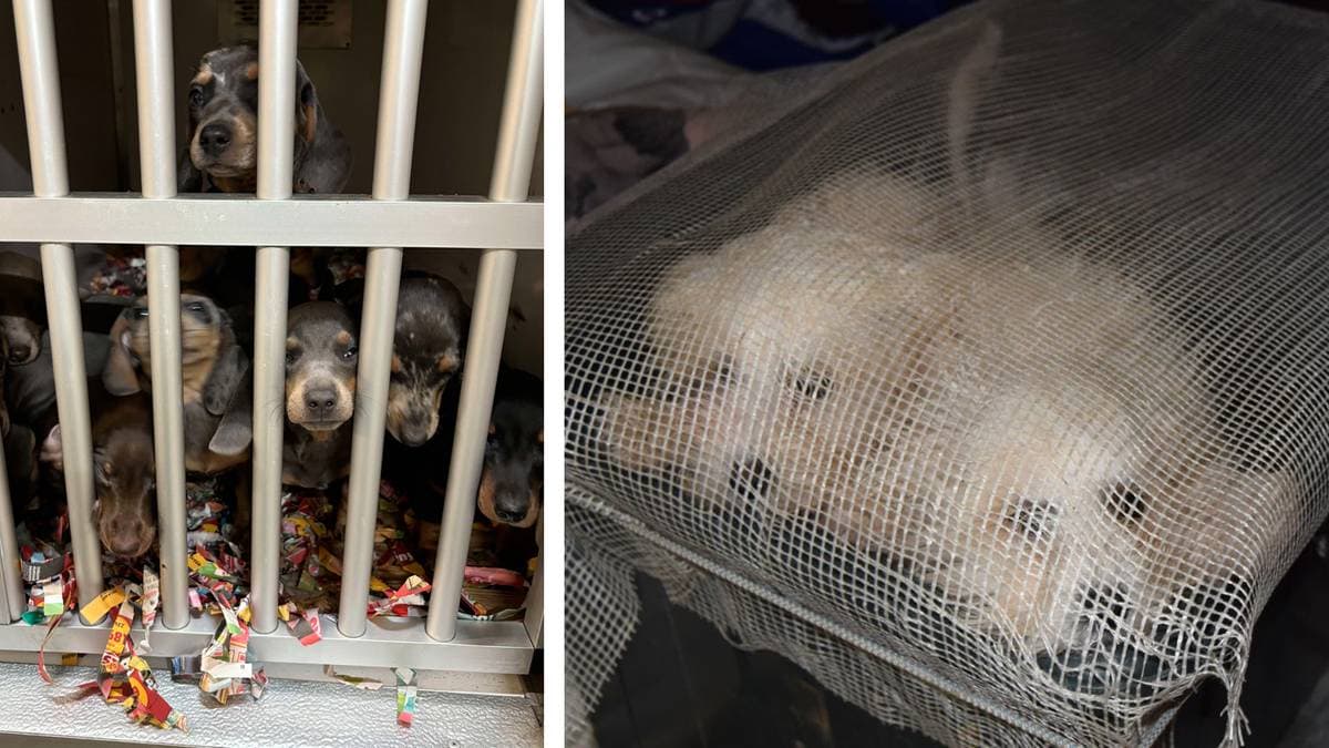 ヨーロッパで組織犯罪者が犬を密輸、販売 – オストフォルド