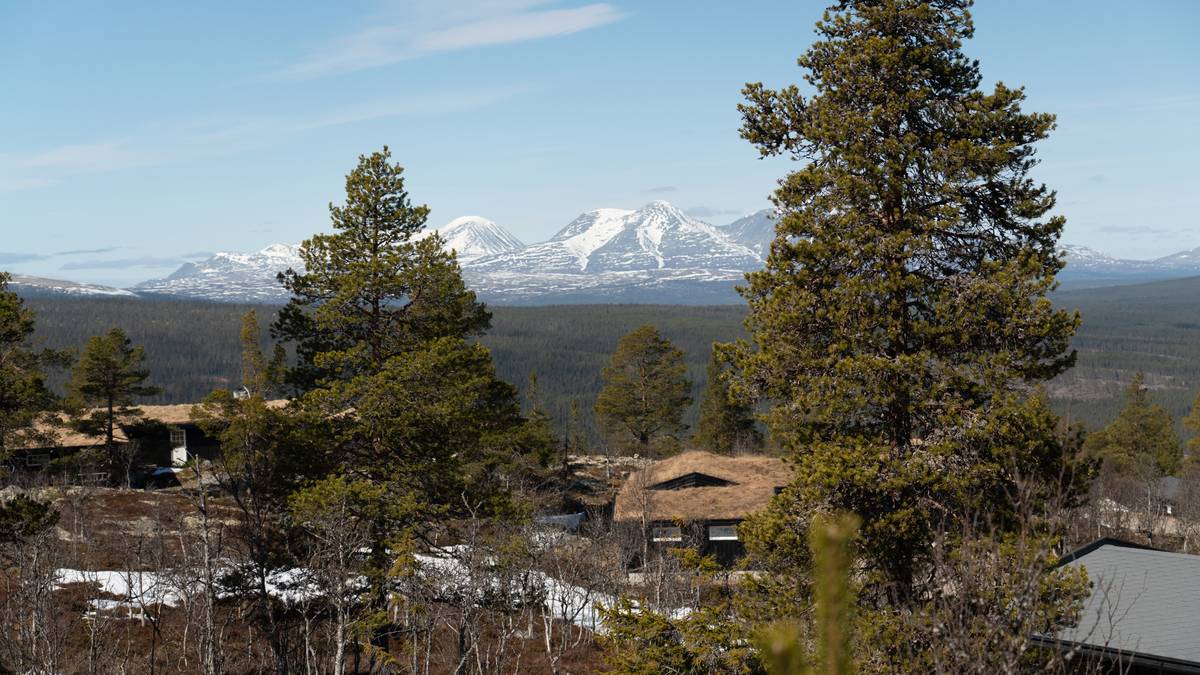 Planlagt hyttebygging truer naturskogen