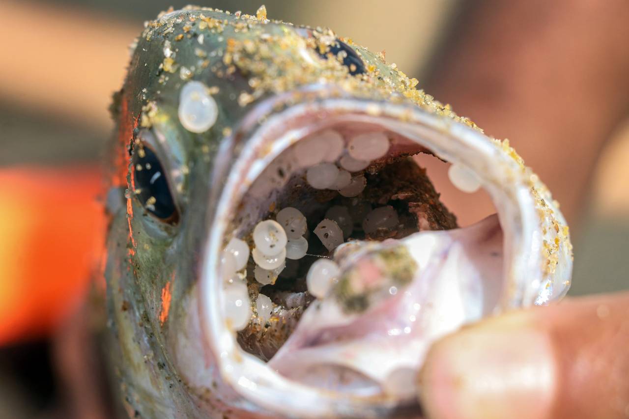 Fisk med plastpellets i munnen 