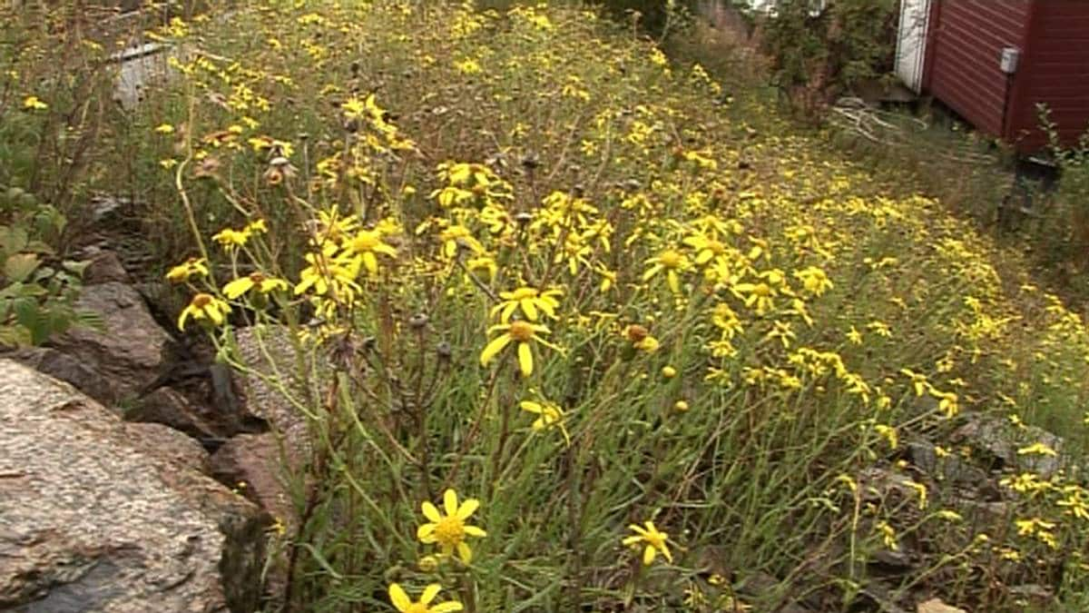 Vil Bli Kvitt Giftig Plante – NRK Sørlandet – Lokale Nyheter, TV Og Radio