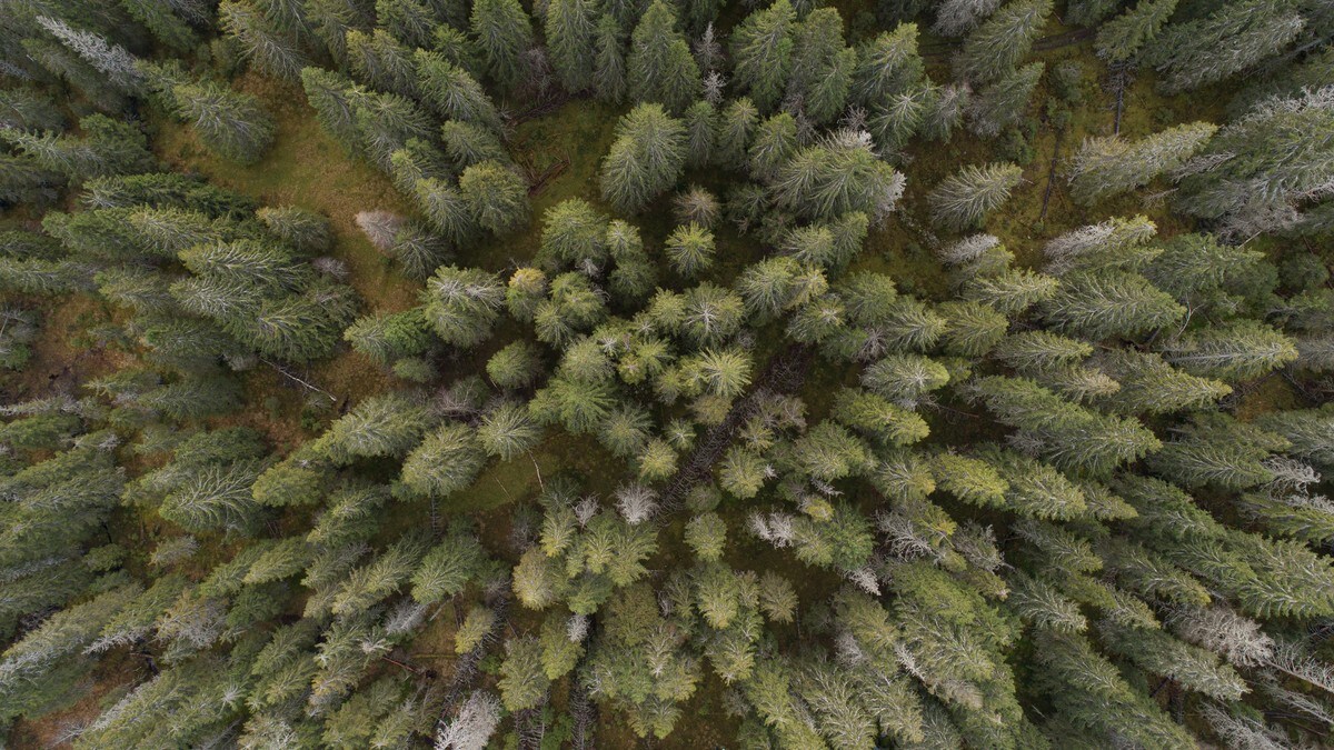Reagerer på NRKs skoggransking: Vil ha slutt på at skogbruket selv kartlegger miljøverdiene