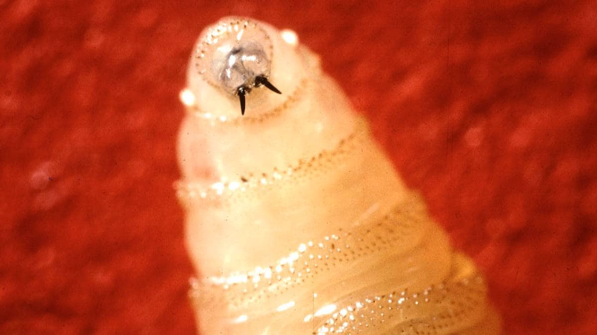 USA stenger grensa grunna denne larva