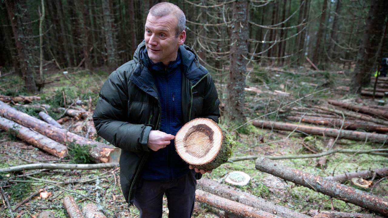 Rasmus Astrup, forskningssjef Nibio. Skog gran. Rotkjuke.