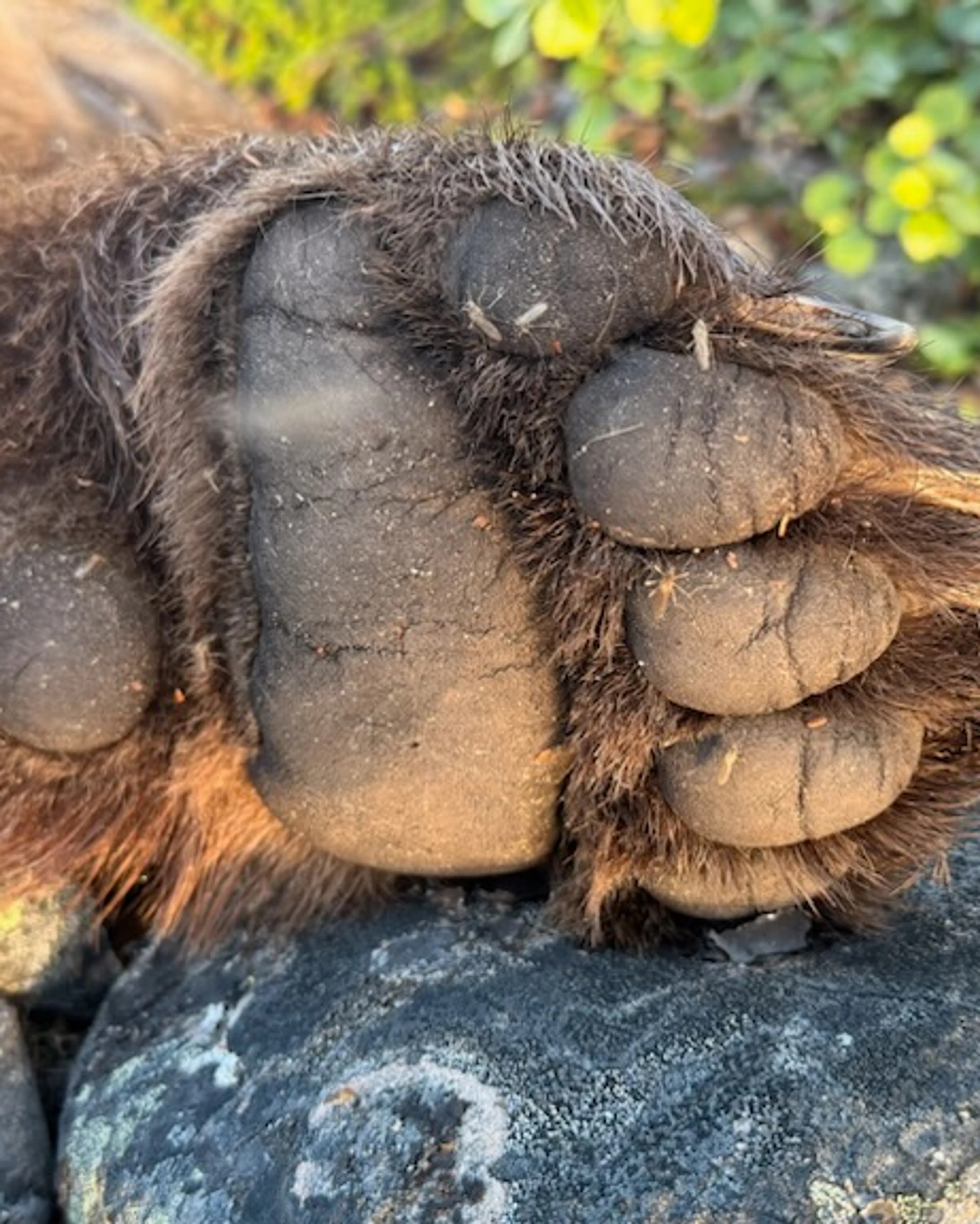 bjørn som ligger på bakken