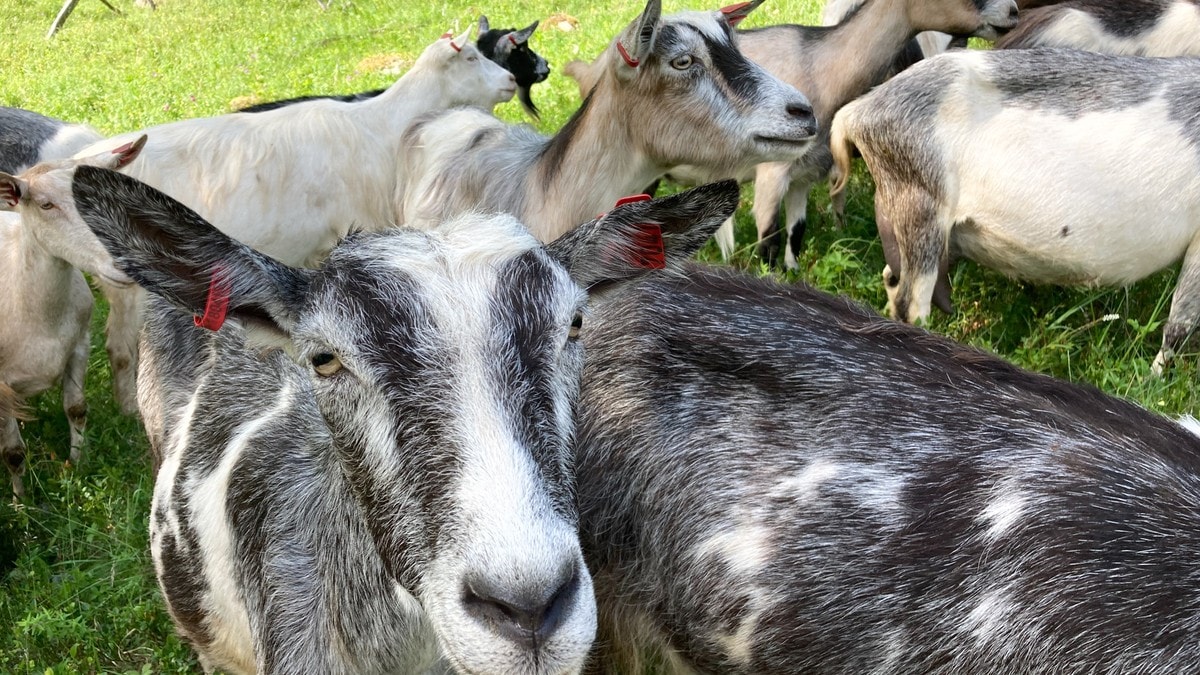 Kommune leier inn flere geiter