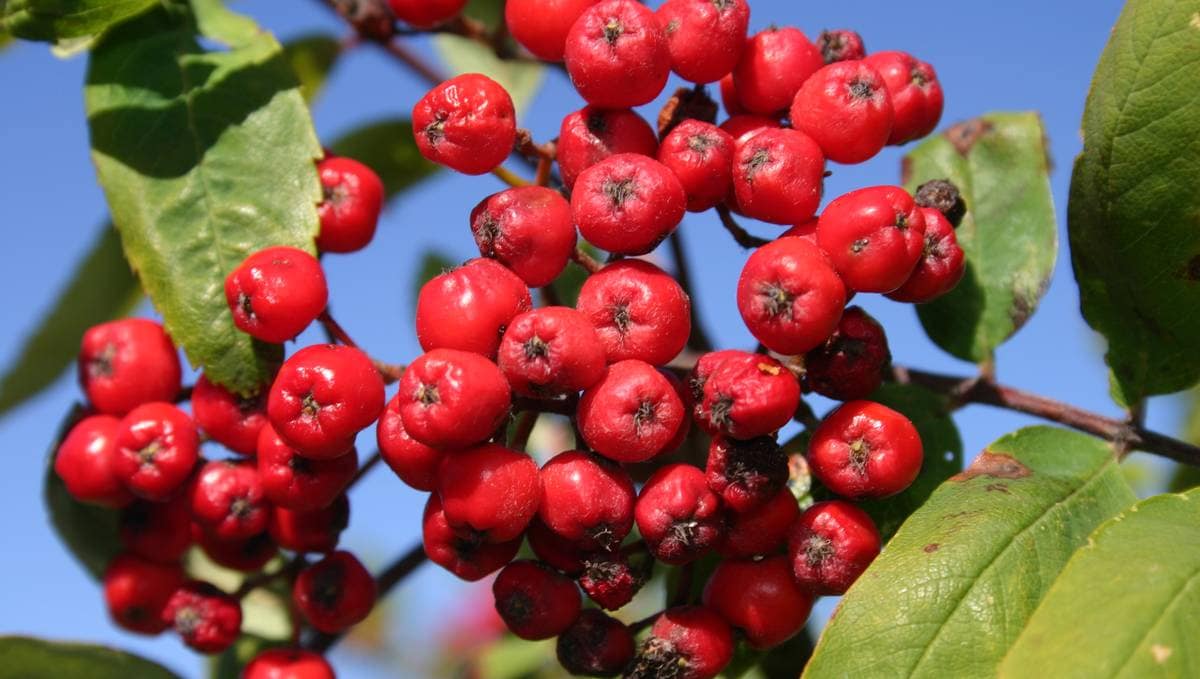 Lag saft av rognebær – Natur – NRK