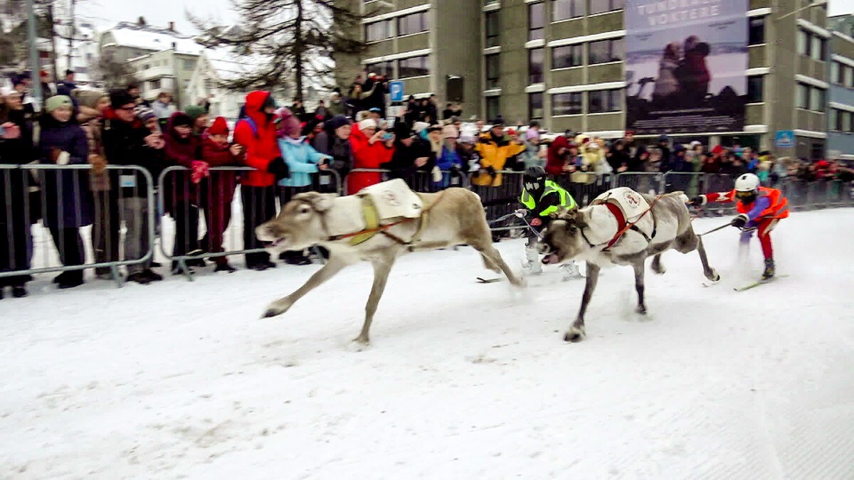 Reinene løp om kapp i gatene i Norges største sameby