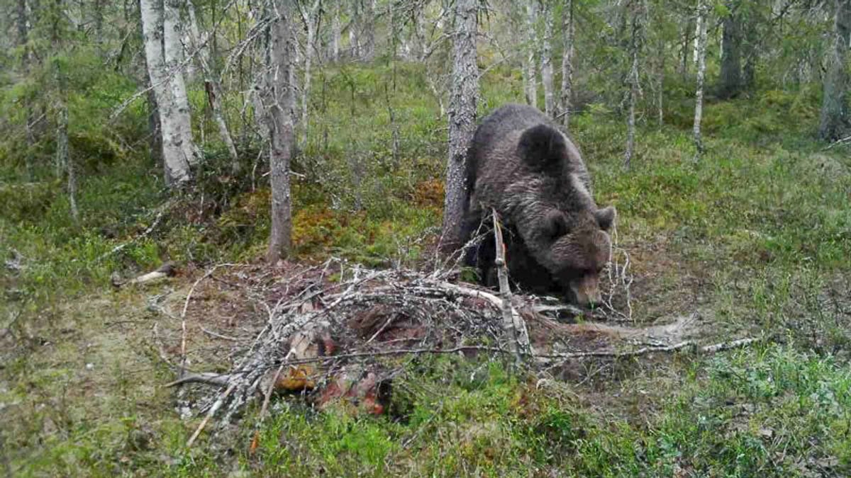 Har én uke på å felle bjørn i Grane