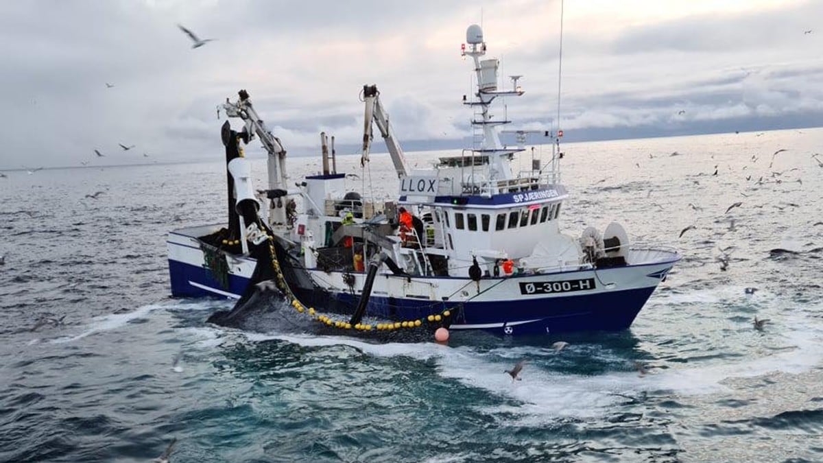 Oslofjorden er halvdød – men denne båten haler opp tonnevis med fisk
