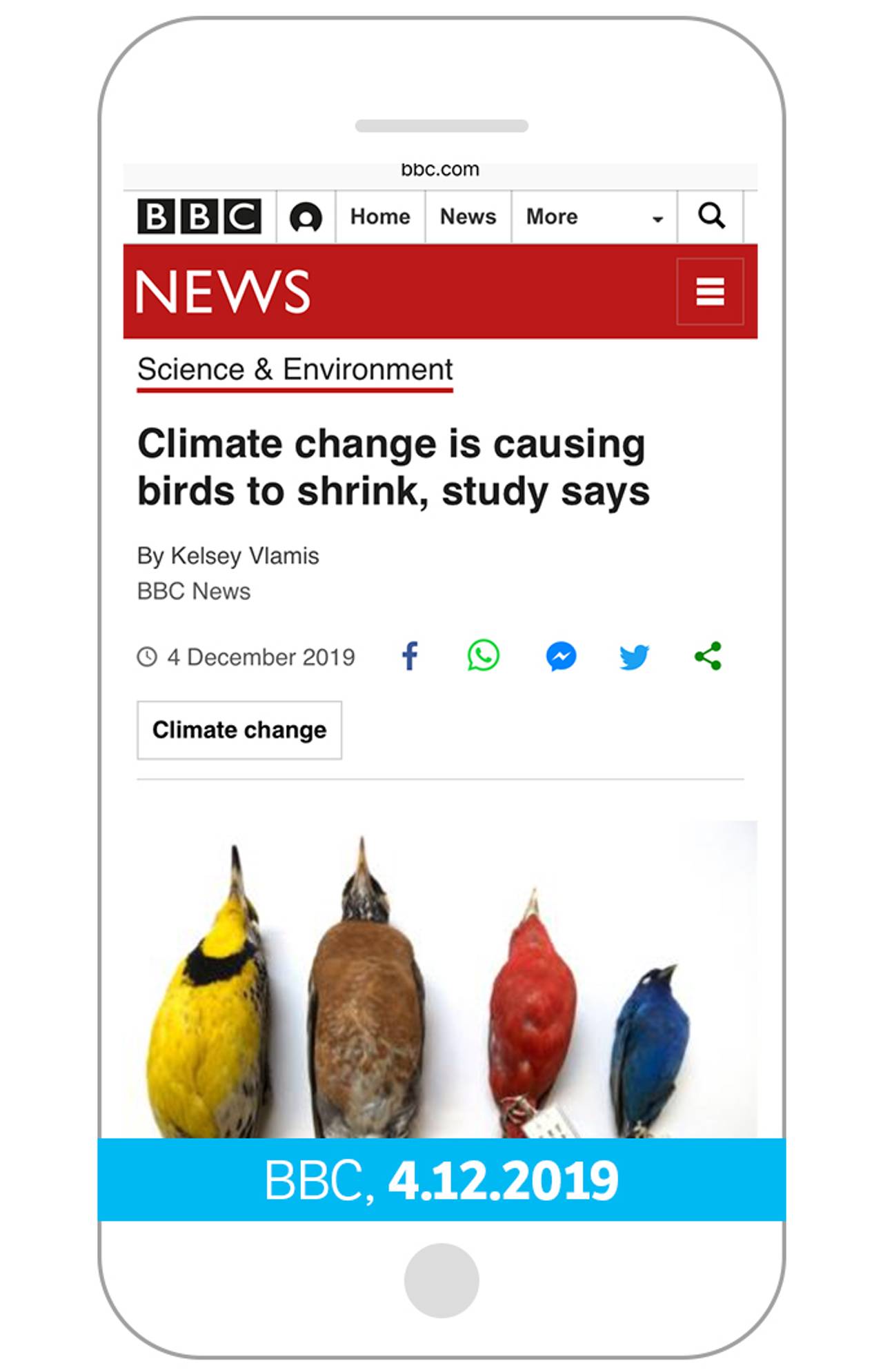 Cliamte change is causing birds to shrink
