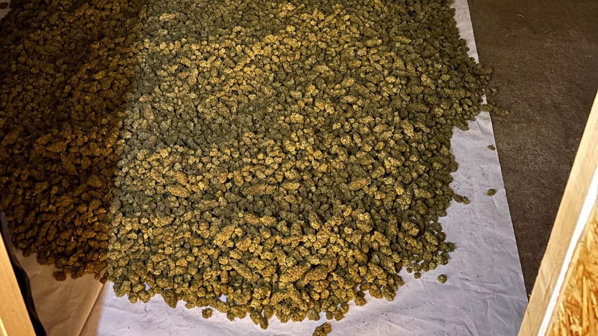 Tre tiltalt etter funn av cannabisplantasje: Skal ha stole straum for 350.000