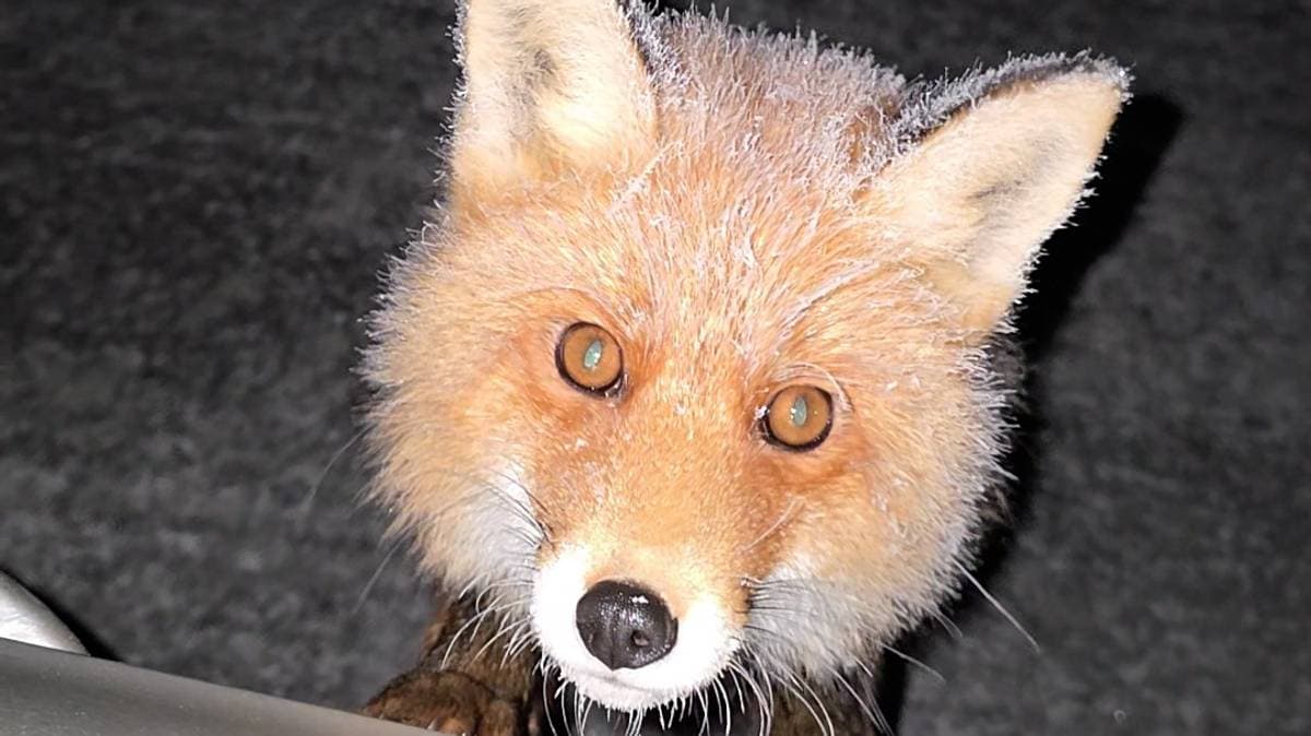 Møtte rødrev på Hardangervidda: – Så veldig leken ut