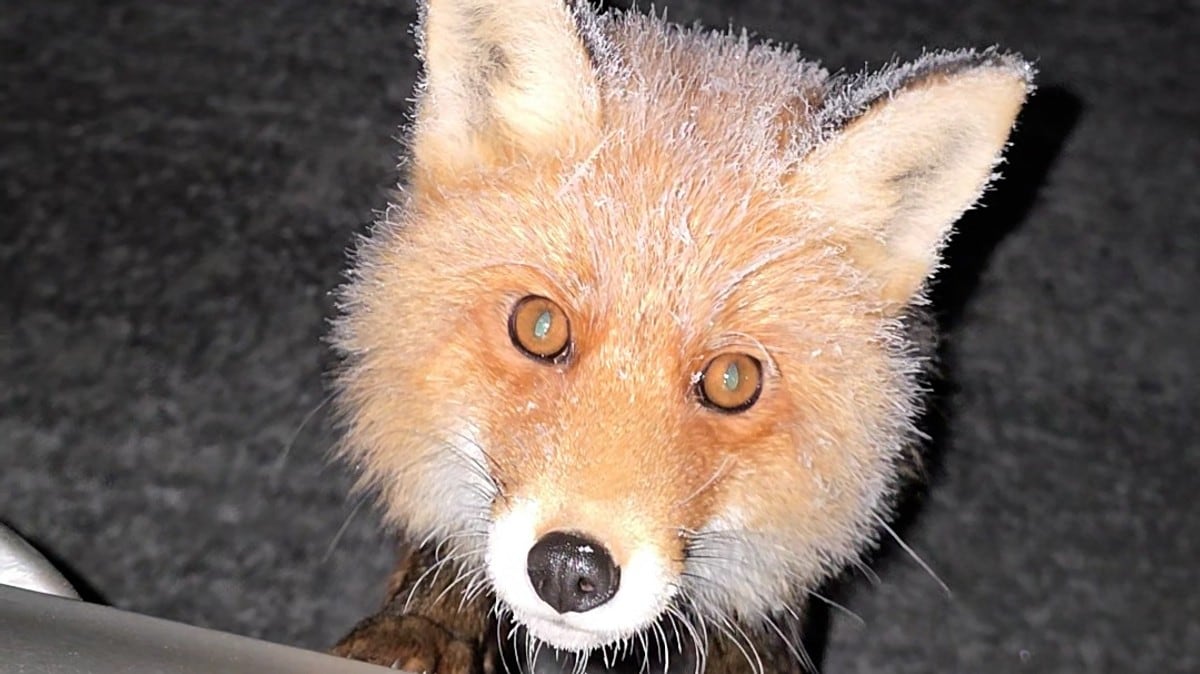 Møtte rødrev på Hardangervidda: – Så veldig leken ut