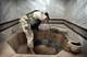Photo: Harald Henden / VG A soldier in Saddam's bathtub in Baghdad