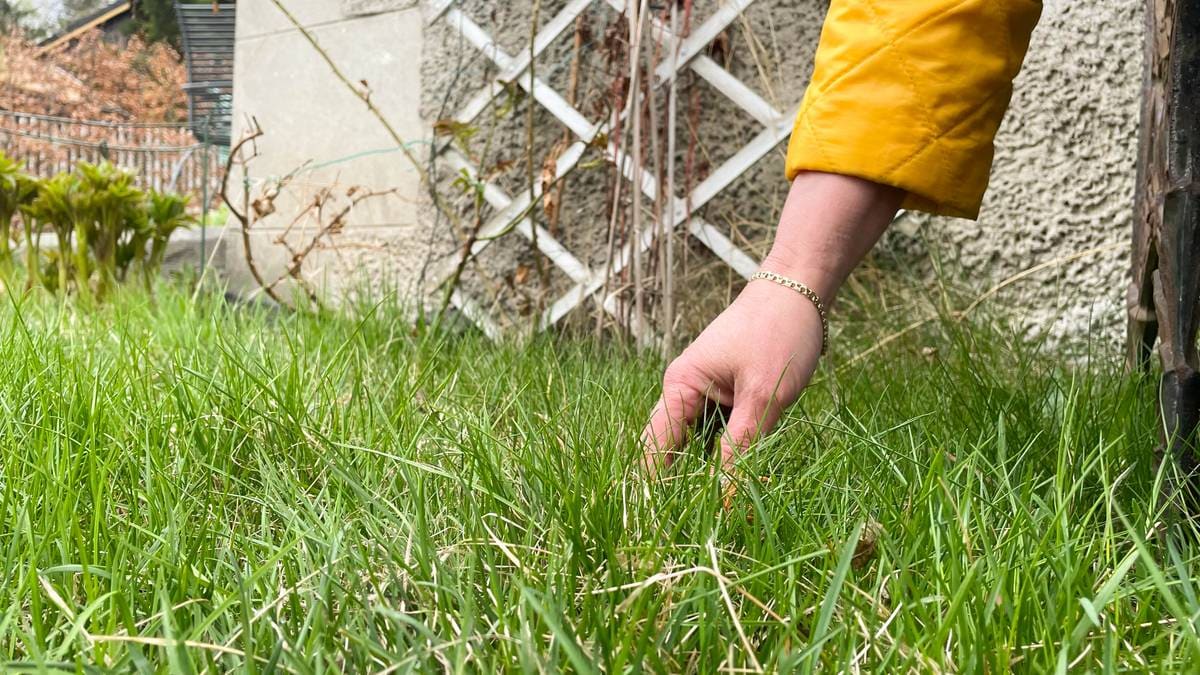 No er det kritisk for insekta: Ann Katrin lar plenen vekse