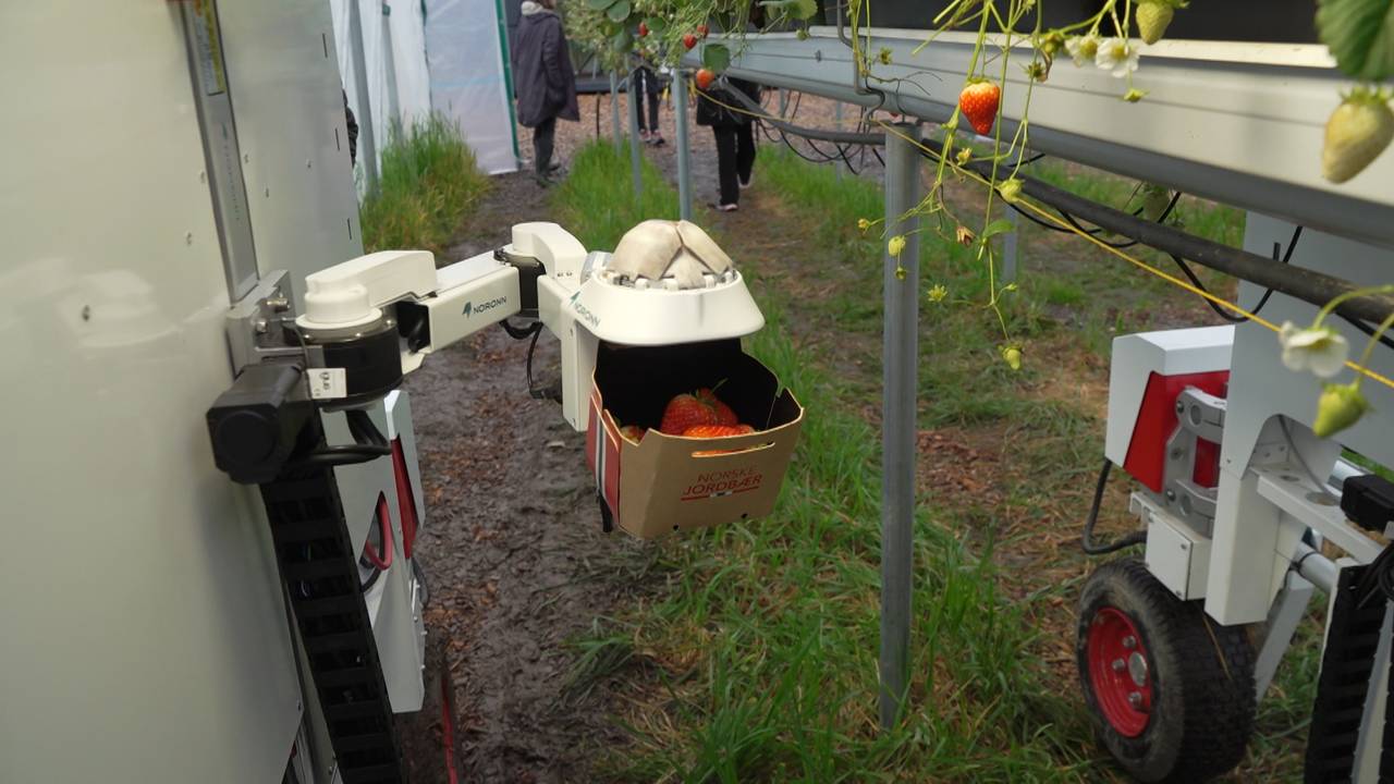 Robot plukker jordbær
