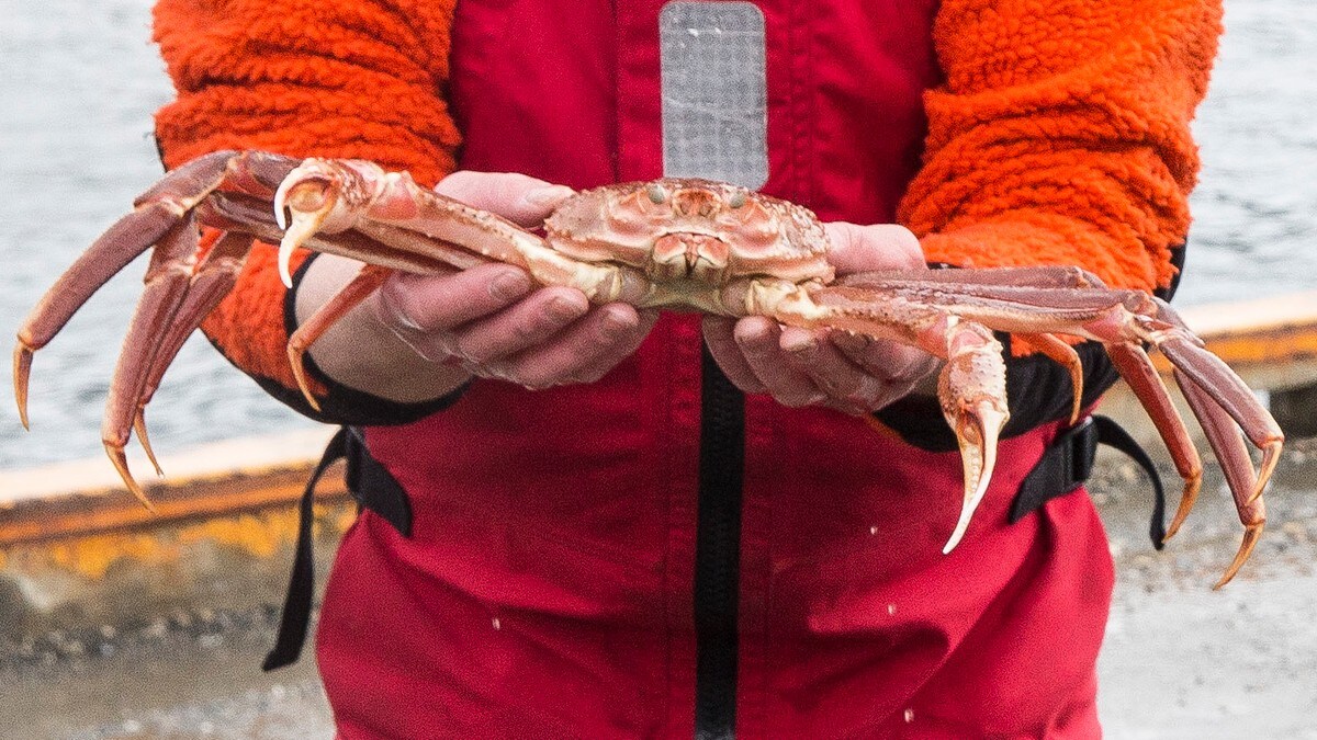 Latviske krabbefiskere krever fem milliarder kroner i erstatning fra Norge
