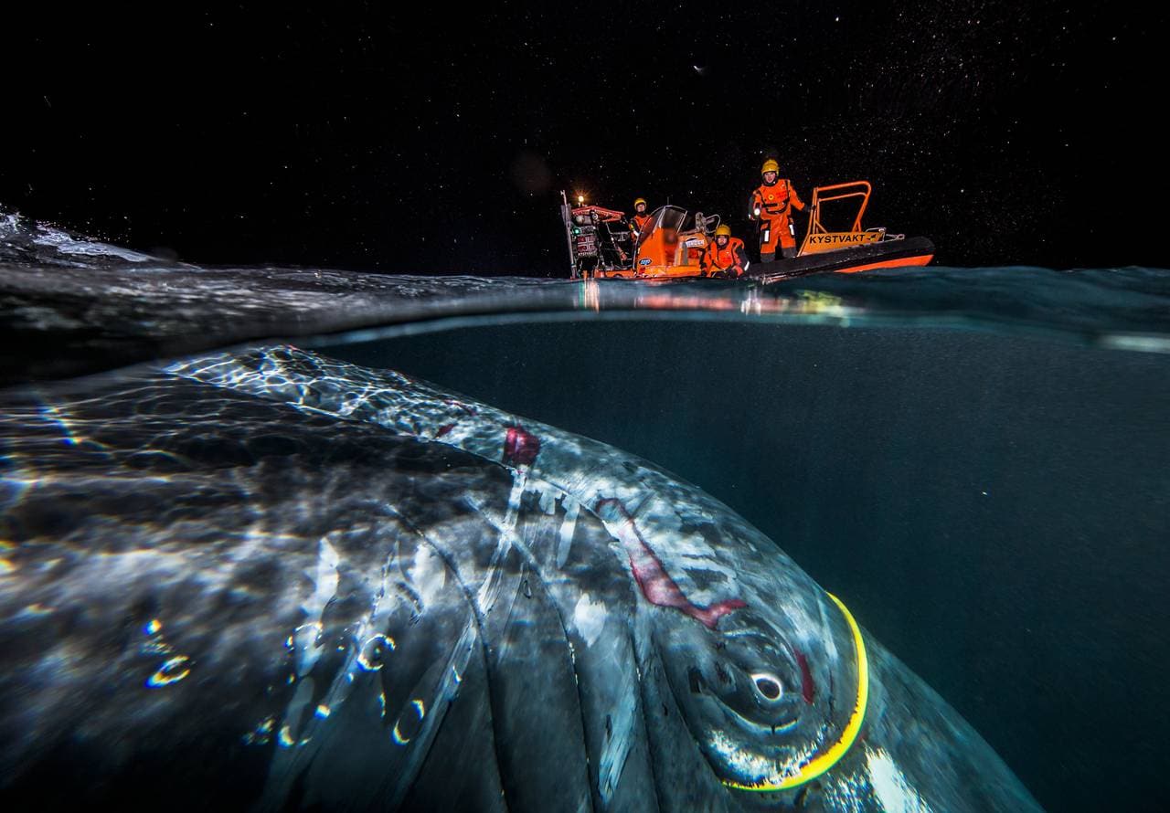 Bilde tatt halvveis under vann viser hval med gul kabel rundt øyet. På overflaten orange båt med redningsmannskap ombord.