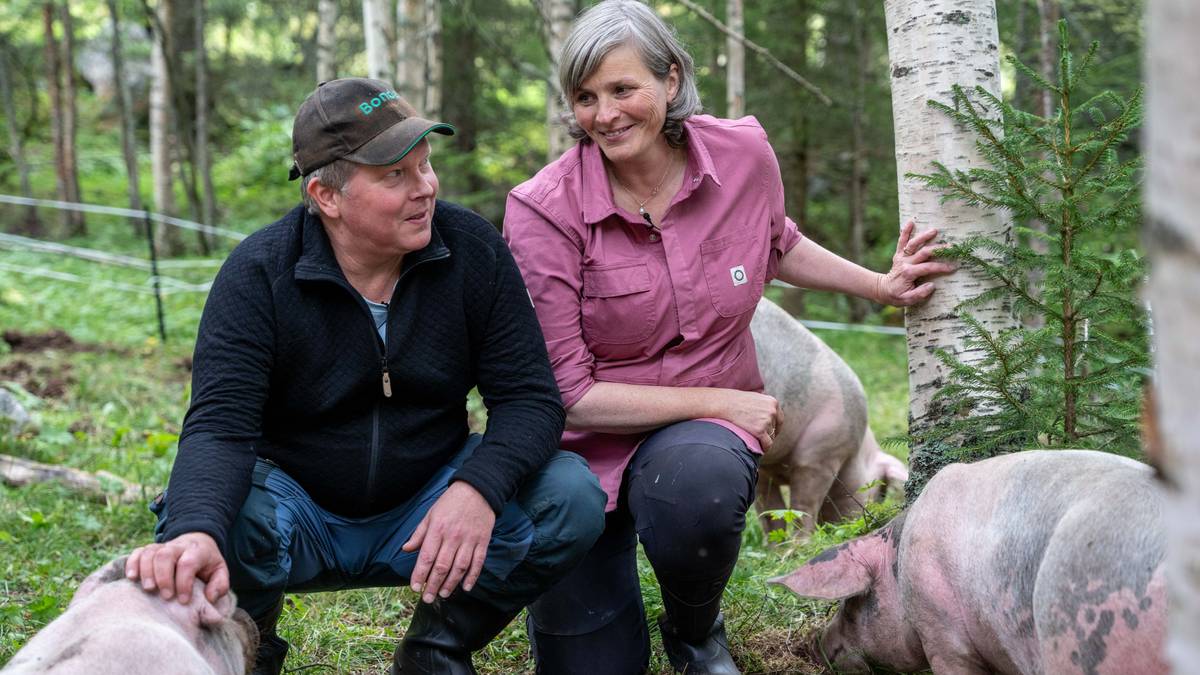 Staten gir beitetilskot til hjort, alpakka og lama, men ikkje gris