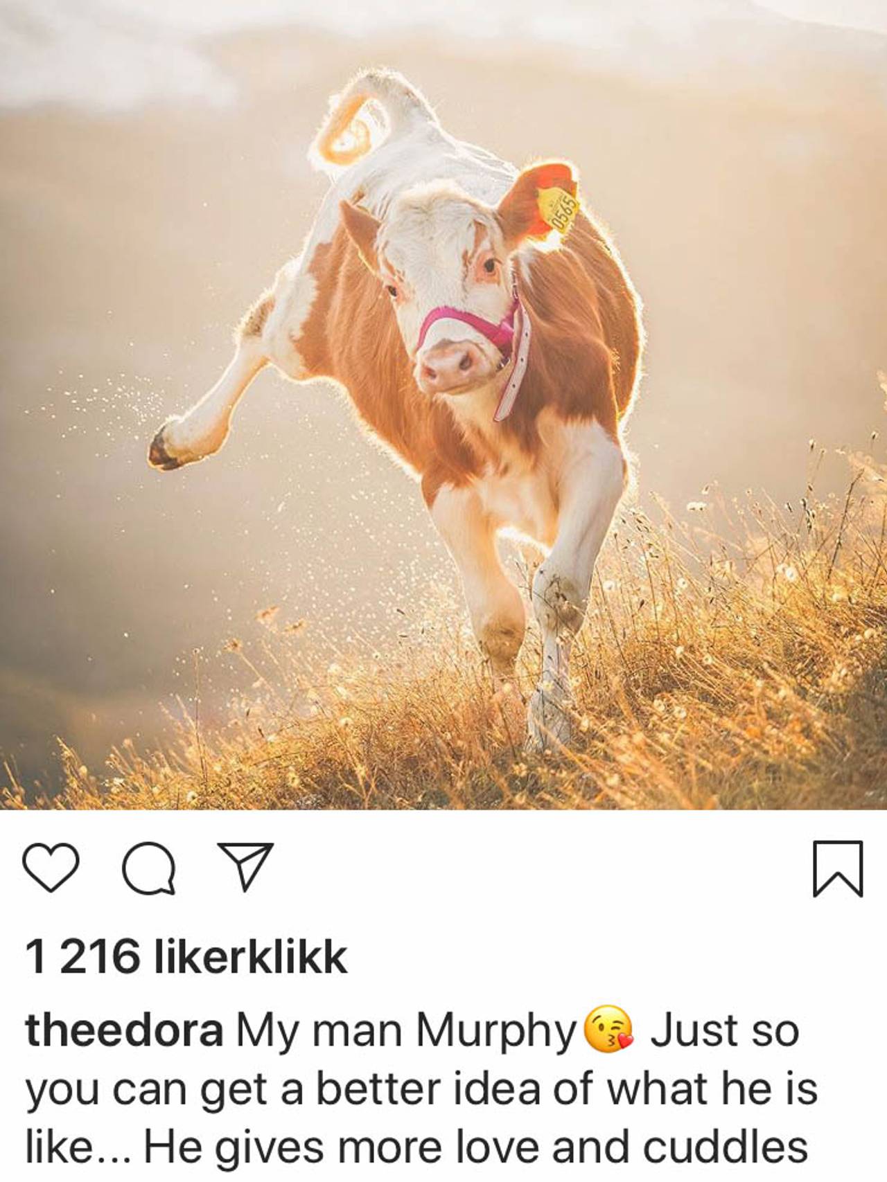 Muphy er ei kjærlig og kosete ku