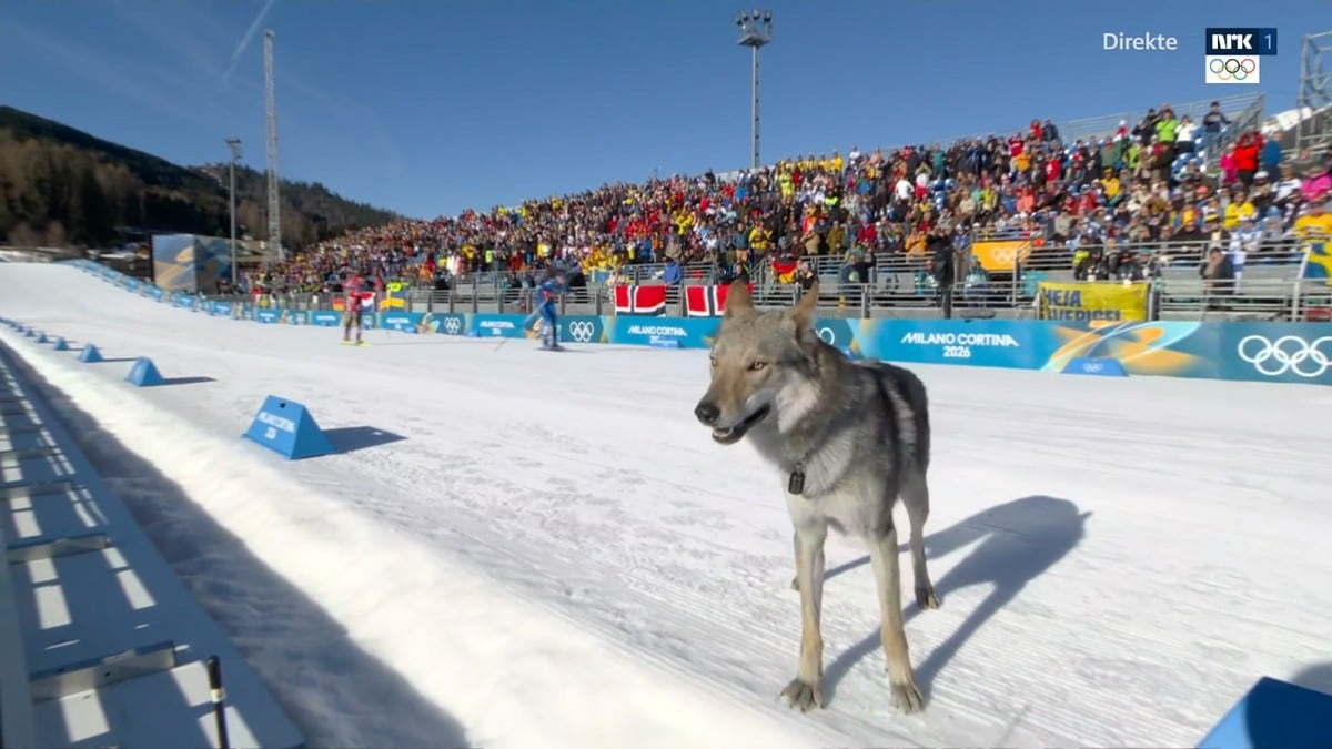 Hund stjal showet på kvinnenes kvalifisering: – Trodde det var en ulv