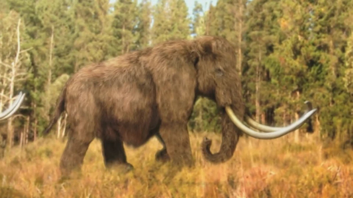 Forskarar jaktar på mammutbein ved brønn i Lillehammer