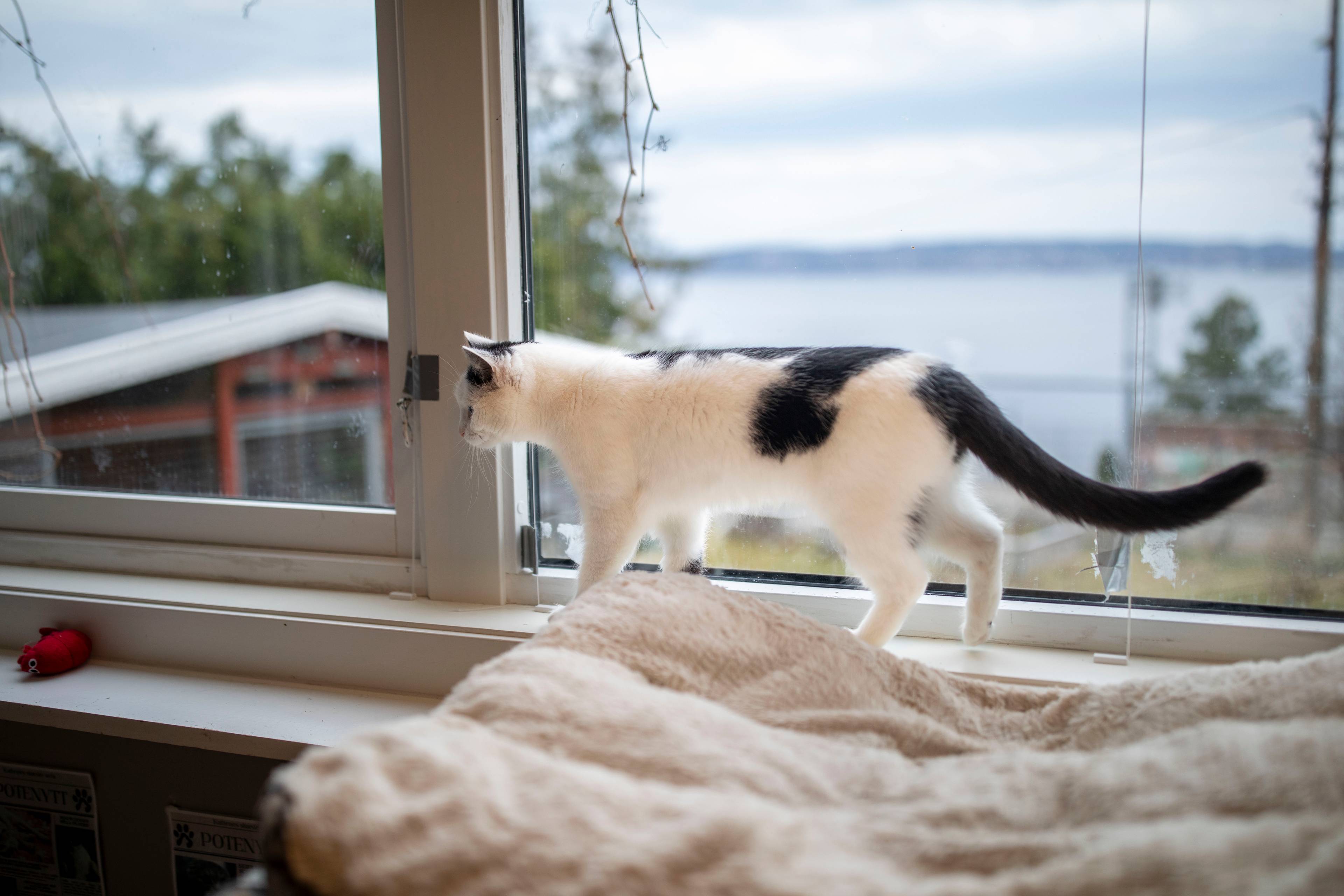 En katt i svart og hvit foran et vindu