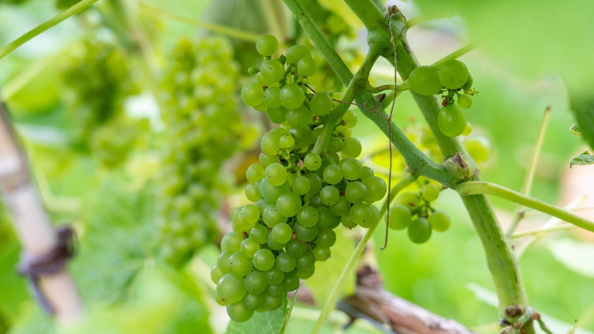 Fleire produserer vin i Noreg – trur det kan få same vekst som sider