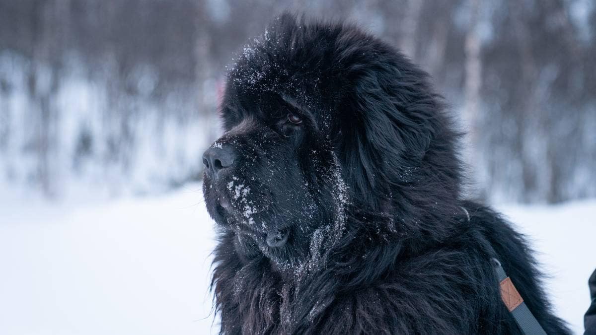 Albert nektet adgang på bussen