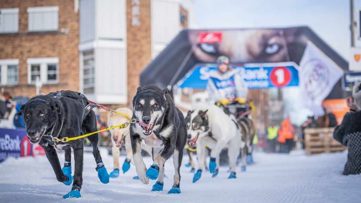 Finnmarksløpet 2025: Slik blir dekningen på NRK