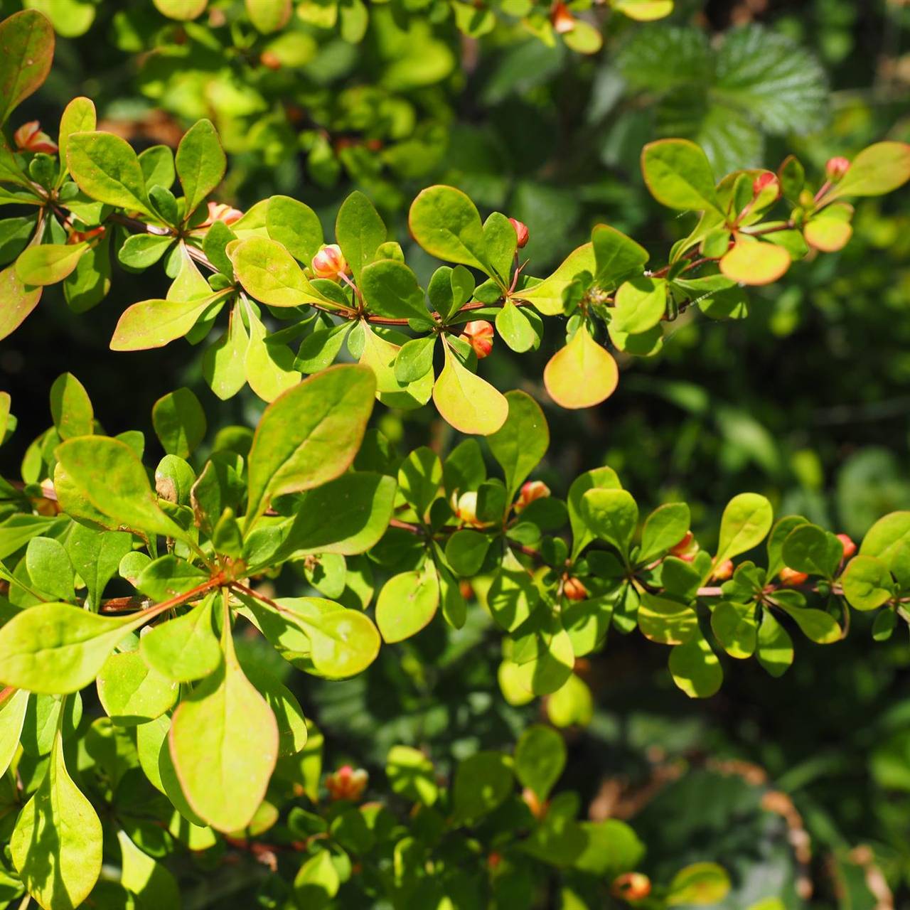 Høstberberis