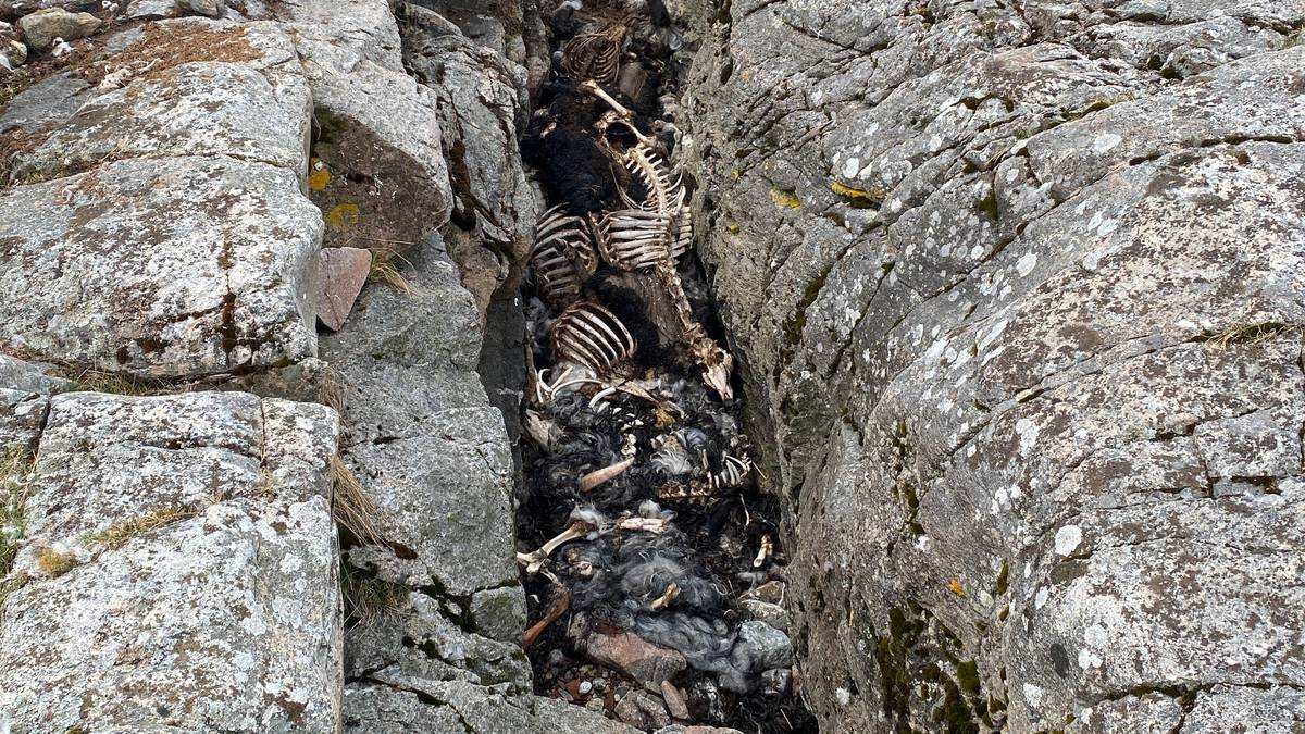 Fant 30 døde sauer – bonde dømt til fengsel