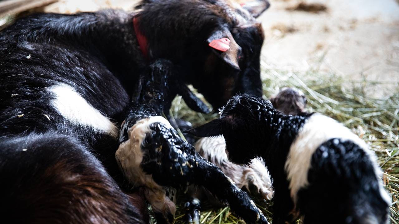Bilde av en geit og nyfødte trillinger. Geiten slikker barna ren. 