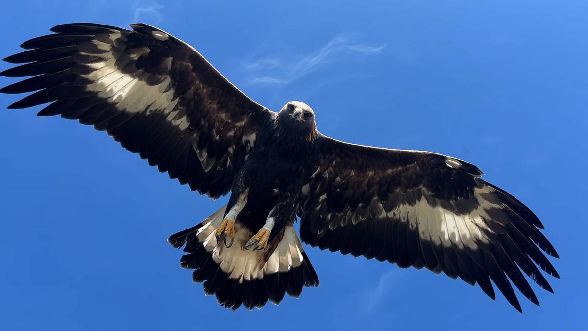 Godt år for kongeørna