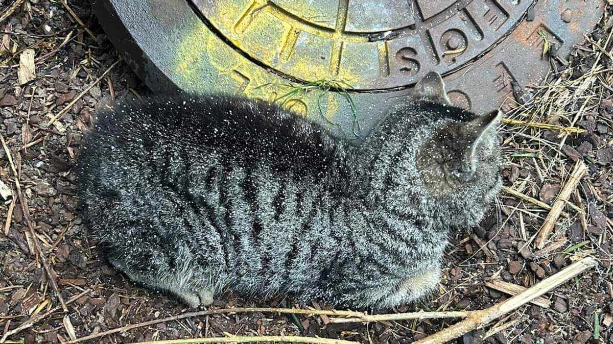 Kattunge frøs ihjel – nå krever dyrebeskyttelsen grep