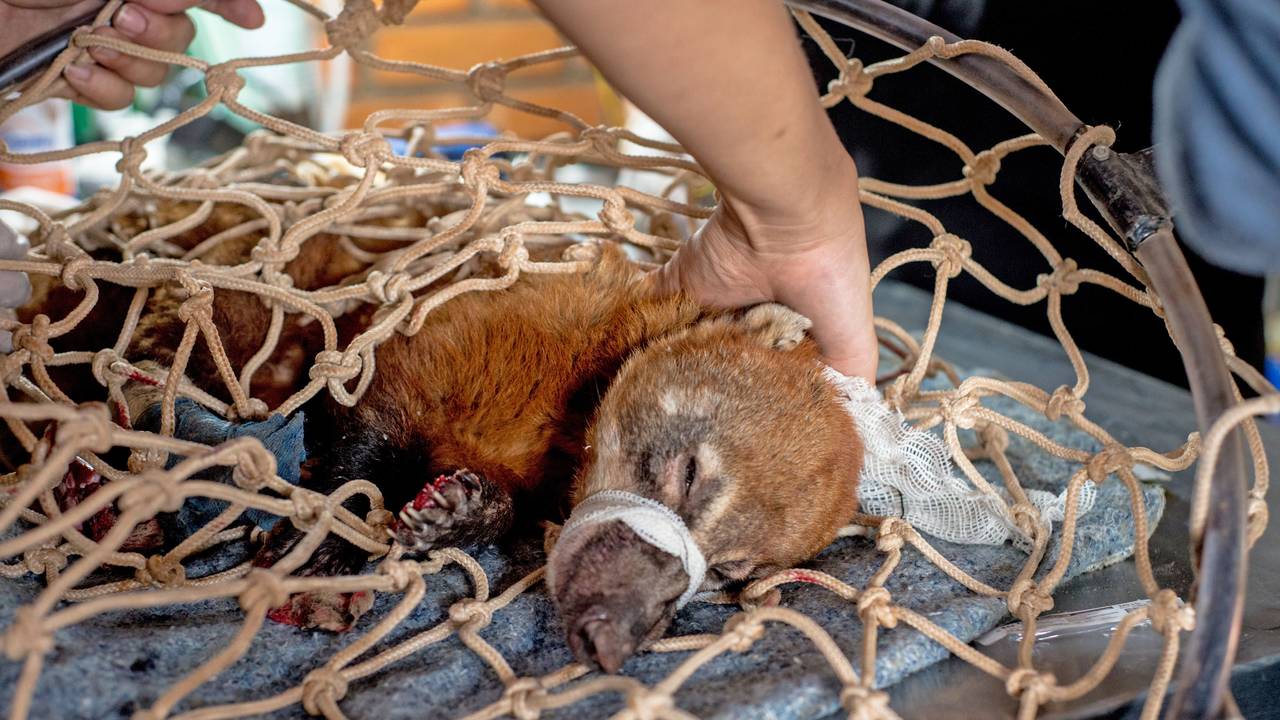 Ring-tailed-nosed bear burns in Pantanal. 