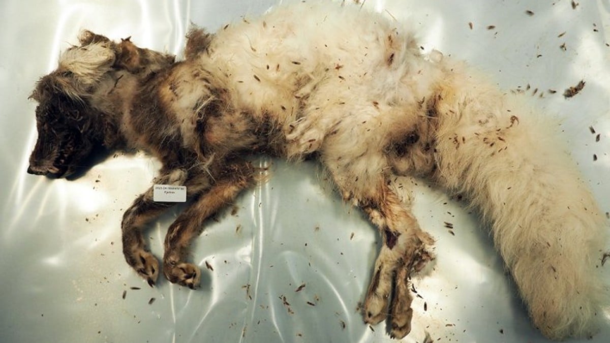 To fjellrever på Svalbard har fått påvist rabies