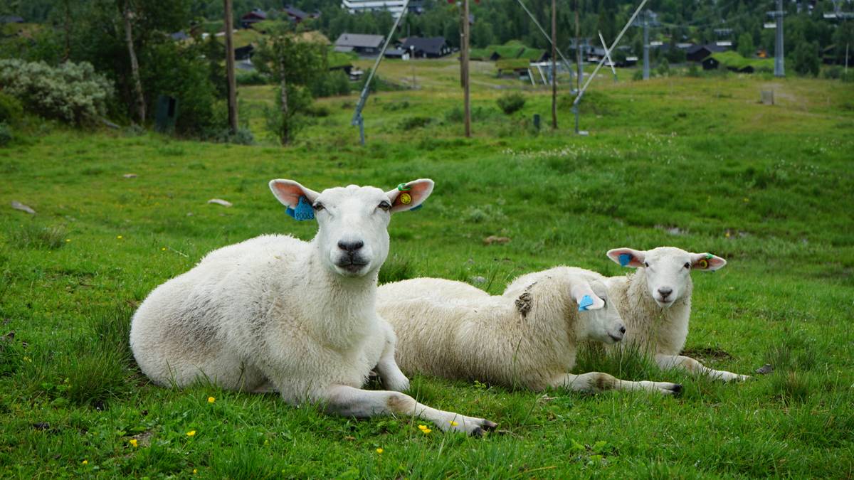 Mistanke om sykdommen blåtunge i Lyngdal